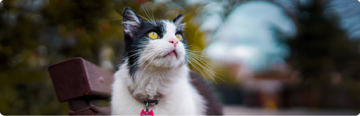 Fotografía de un gato blanco y negro con collar observando atentamente su entorno en un espacio al aire libre. La imagen representa el compromiso de los grupos animalistas con la protección, el bienestar y el cuidado responsable de los animales, promoviendo la participación ciudadana en favor de los derechos y la calidad de vida de los animales en Bogotá.