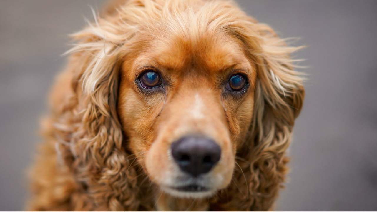 rimer plano de un perro de raza pequeña, de pelaje marrón claro, mirando hacia la cámara.
