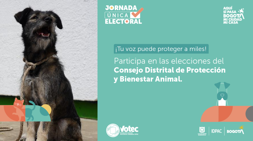 Elecciones del Consejo Distrital de protección y bienestar animal