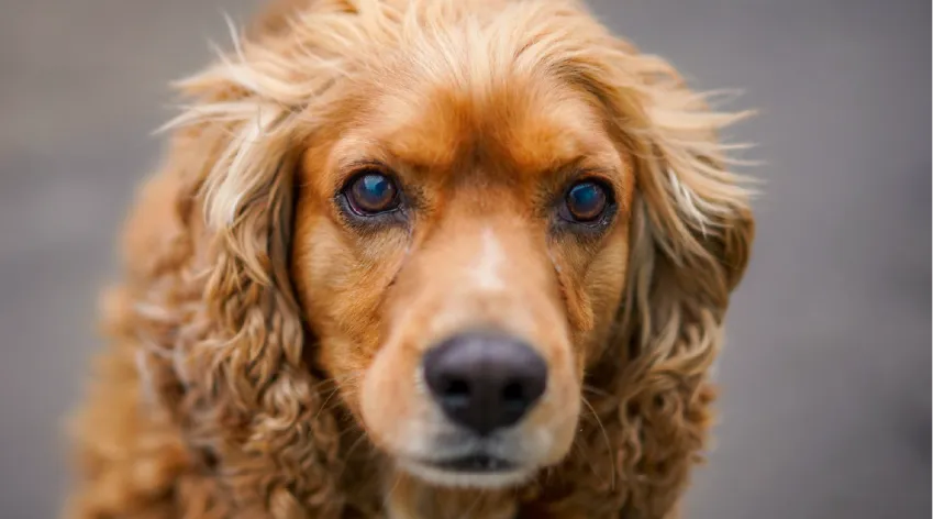 rimer plano de un perro de raza pequeña, de pelaje marrón claro, mirando hacia la cámara.